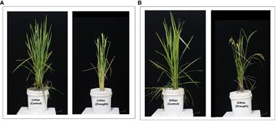 Drought stress in rice: morpho-physiological and molecular responses and marker-assisted breeding